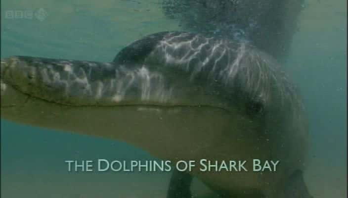 ¼Ƭĺ The Dolphins of Shark Bay720Pȫ1-Ļ/Ļ