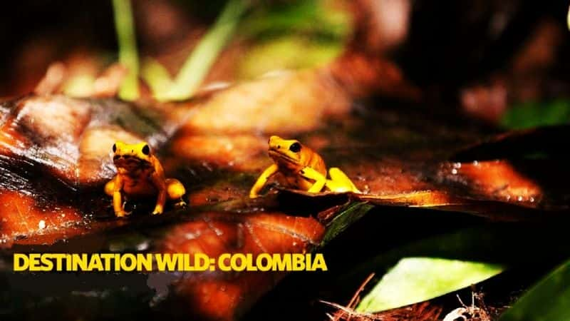 纪录片《野生目的地：哥伦比亚 Destination Wild: Colombia》[无字][BT][720P]资源下载