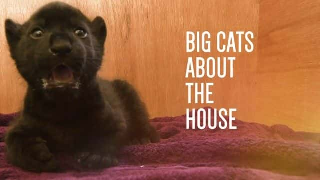 ¼ƬĴè Big Cats about the House1080Pȫ1-Ļ/Ļ