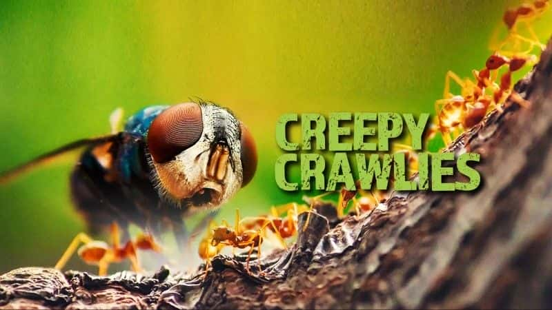 纪录片《令人毛骨悚然的爬虫系列 1 Creepy Crawlies Series 1》[无字] [BT][DVD画质]资源下载