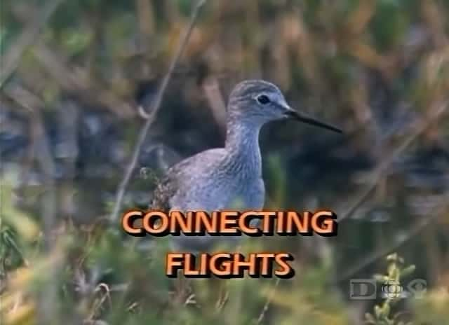 ¼Ƭת Connecting Flightsȫ1-Ļ/Ļ