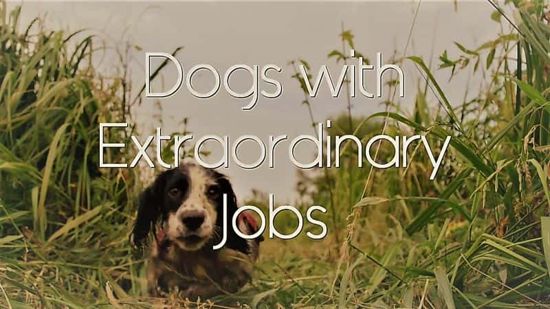 ¼ƬŷǷĹϵ 1  1  - Ԯ Dogs with Extraordinary Jobs: Series 1 Part 1-The Rescuers1080P-Ļ/Ļ