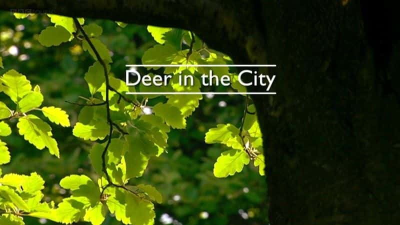 ¼Ƭ¹ Deer in the Cityȫ1-Ļ/Ļ