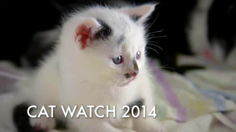 ¼Ƭè۲죨BBC Cat Watch (BBC)ȫ3-Ļ/Ļ