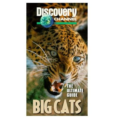 ¼Ƭèƶ̽ Big Cats (Discovery)Ļ/Ļ