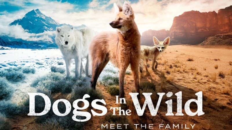 ¼ƬҰĹʶ Dogs in the Wild: Meet the Family1080Pȫ1-Ļ/Ļ