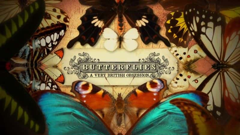 ¼ƬӢ˵ĳ (BBC) Butterflies: A Very British Obsession (BBC)1080Pȫ1-Ļ/Ļ