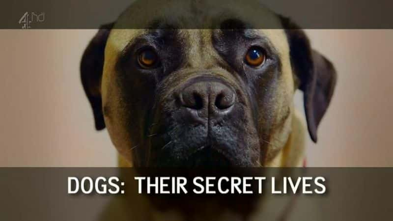 ¼Ƭǵ Dogs: Their Secret LivesĻ/Ļ