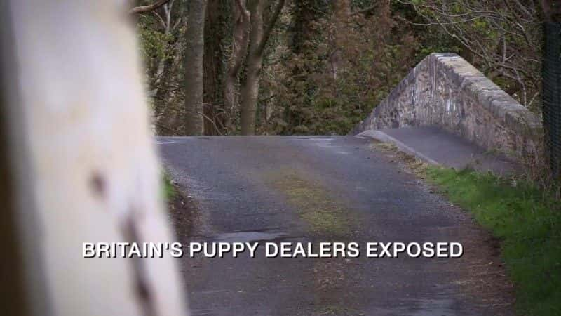 ¼ƬӢС̱ع Britain's Puppy Dealers Exposedȫ1-Ļ/Ļ