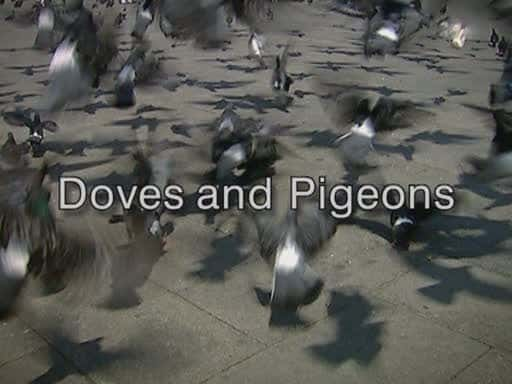 纪录片《鸽子和鸽子 Doves and Pigeons》[全1集][自然纪录片][无字幕][DVD画质][AVI][BT][资源下载]