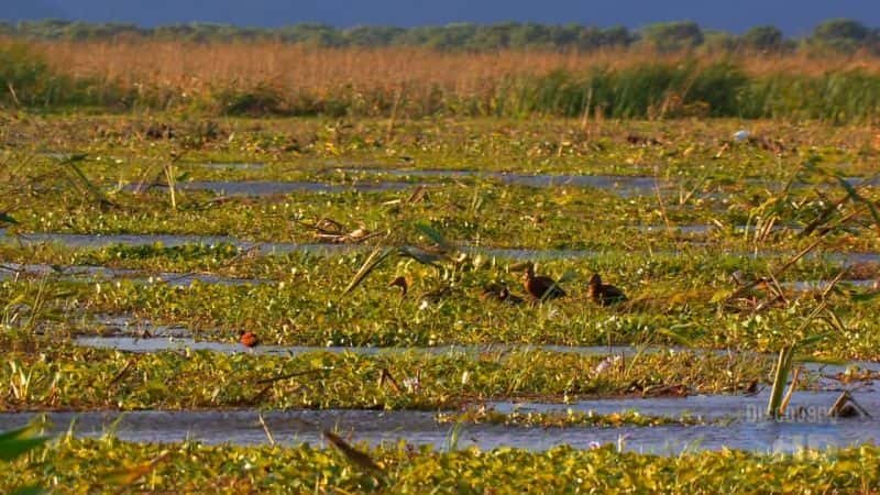 ¼Ƭάµ Birds of Palo VerdeĻ/Ļ