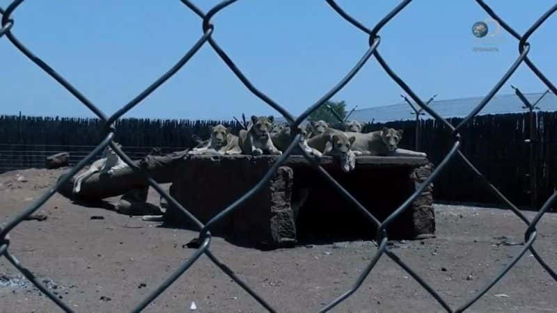 ¼ƬѪʨΪӵ Blood Lions: Bred for the BulletĻ/Ļ