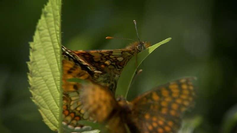 ¼ƬӢ˵ĳ (BBC) Butterflies: A Very British Obsession (BBC)1080Pȫ1-Ļ/Ļ