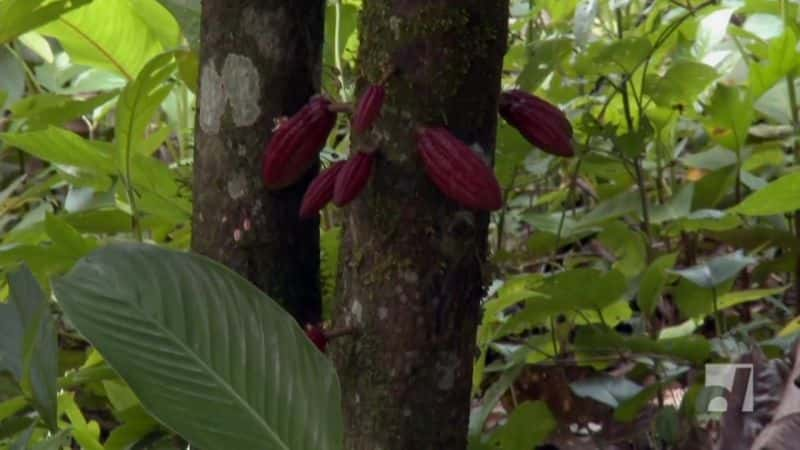 ¼Ƭɿũ The Chocolate FarmerĻ/Ļ