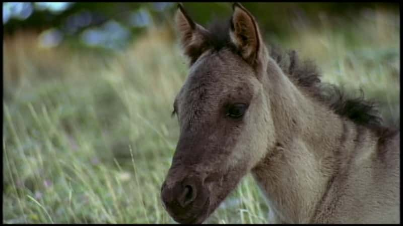 ¼Ƭƣս (PBS) Cloud: Challenge of the Stallions (PBS)Ļ/Ļ