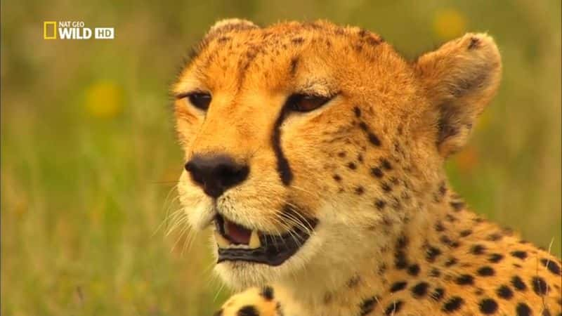 纪录片《猎豹：致命本能 Cheetah: Fatal Instinct》[无字][BT][720P]资源下载