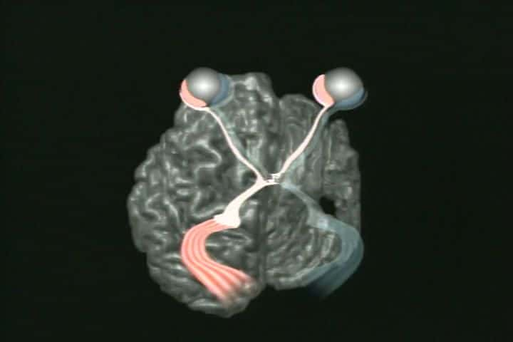 ¼Ƭǵ֮ڵĴԣ֪ The Brain Our Universe Within: PerceptionĻ/Ļ