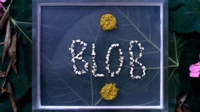 ¼Ƭߵ㣺ûдԵ The Blob: A Genius without a Brain1080Pȫ1-Ļ/Ļ