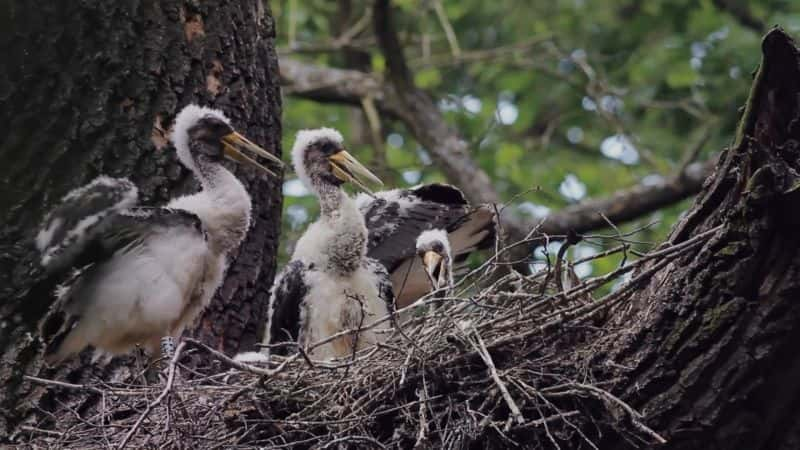 ¼ƬBiebrza - ŷѷ Biebrza - The European AmazonĻ/Ļ