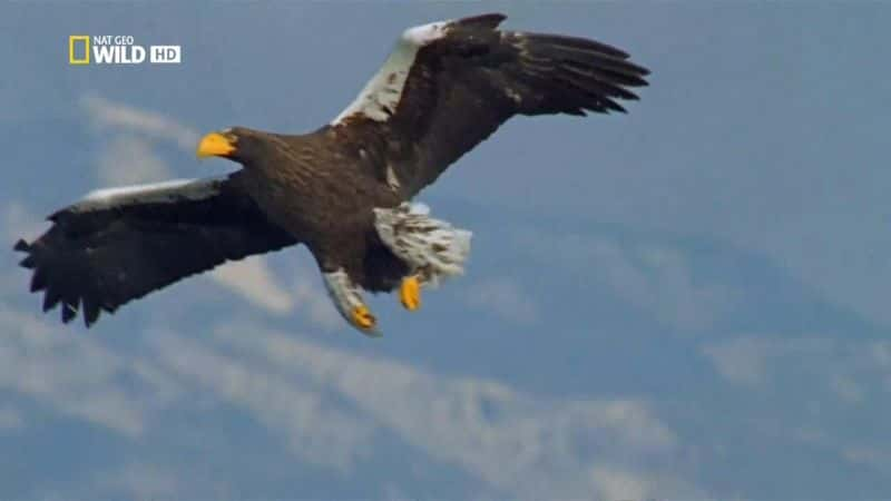 ¼ƬҰĿĵأӥ Destination Wild: The EaglesĻ/Ļ