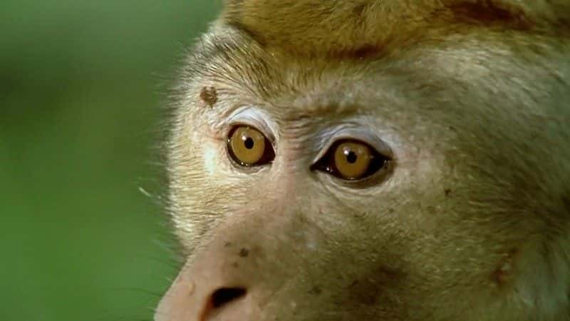 ¼ƬĺӣBBC Clever Monkeys (BBC)ȫ1-Ļ/Ļ