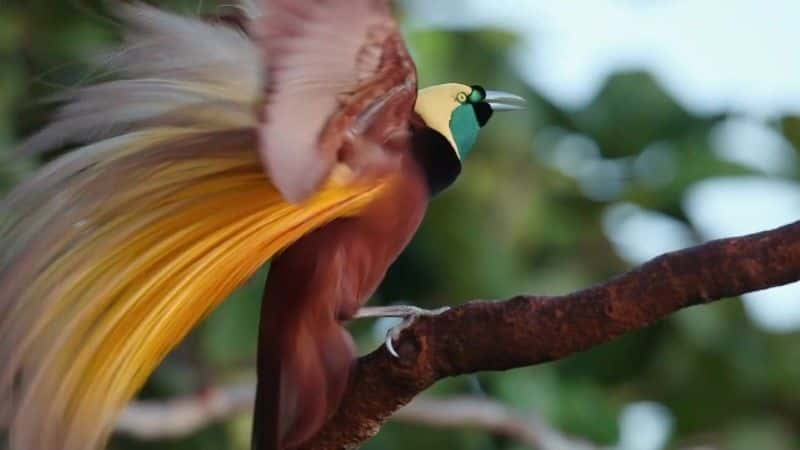 ¼Ƭռ (BBC) Birds of Paradise: The Ultimate Quest (BBC)1080Pȫ1-Ļ/Ļ