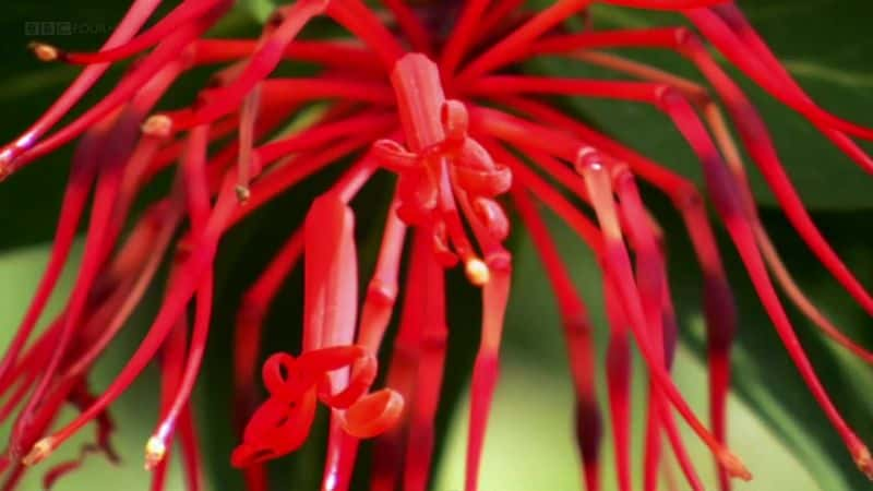 纪录片《植物学：蓬勃发展的历史 Botany: A Blooming History》[无字][BT][720P]资源下载