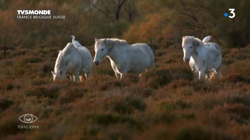 纪录片《威尼斯卡马格： les peuples des lagunes Camargue, Venise: les peuples des lagunes》[无字][BT][720P]资源下载