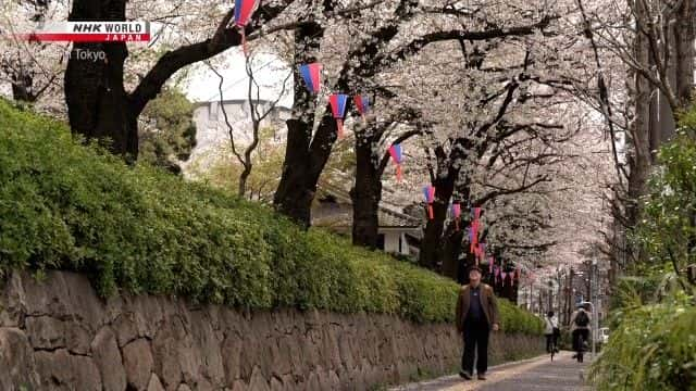 ¼Ƭӣס Charmed by Foxes and Cherry Blossomsȫ1-Ļ/Ļ