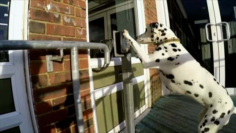 纪录片《英国最聪明的狗 Britain's Cleverest Dog》[无字] [BT][DVD画质]资源下载