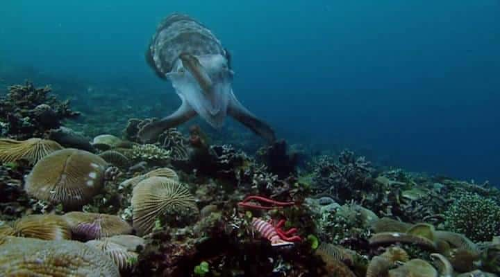 ¼Ƭī㣺һȺ Cuttlefish: The Brainy BunchĻ/Ļ