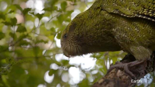 ¼Ƭ^ Deidre and the Kakapo1080Pȫ1-Ļ/Ļ