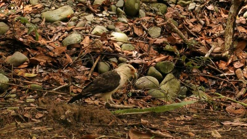 ¼Ƭ˹ӣɿ˹عҹ԰ Costa Rica: Guanacaste National Park1080P-Ļ/Ļ