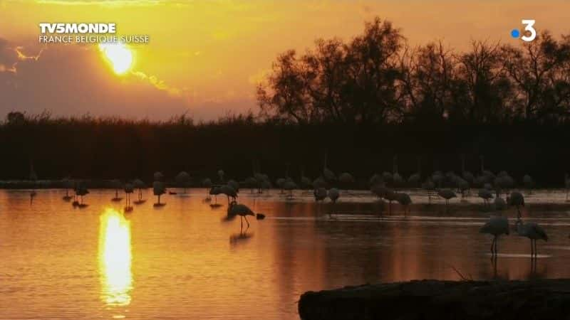 纪录片《威尼斯卡马格： les peuples des lagunes Camargue, Venise: les peuples des lagunes》[无字][BT][720P]资源下载