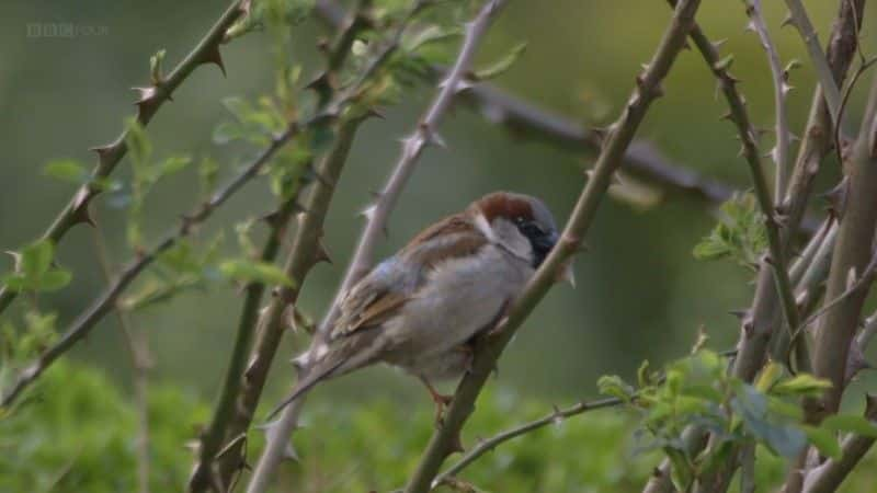 ¼Ƭϳţ (BBC) Dawn Chorus: The Sounds of Spring (BBC)2560Pȫ1-Ļ/Ļ