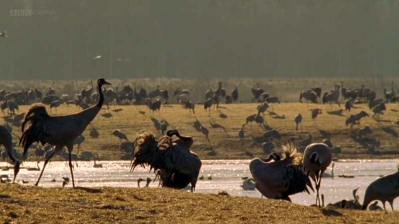 ¼Ƭĺ Dancing Cranes of SwedenĻ/Ļ