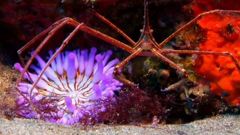 纪录片《加那利群岛：生物多样性堡垒 Canary Islands: Biodiversity Redoubts》[无字] [BT][DVD画质]资源下载