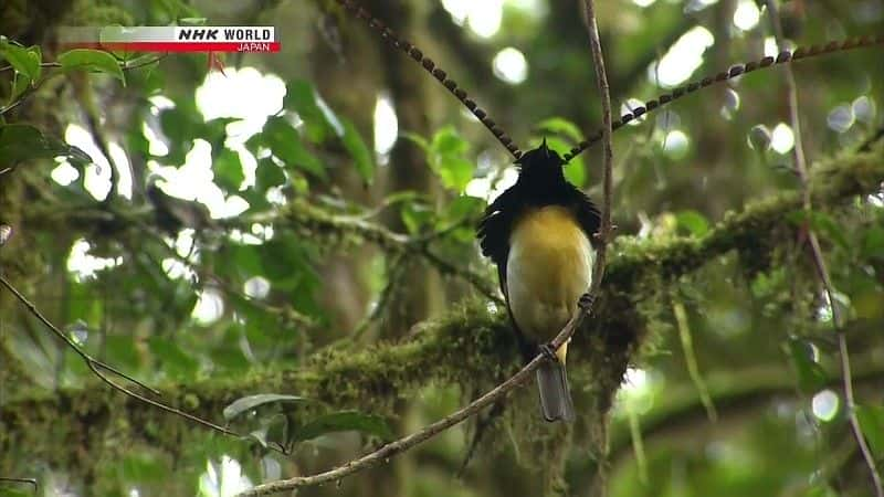 纪录片《专为舞蹈而设计：天堂鸟 Designed to Dance: Birds of Paradise》[无字][BT][1080P][720P]双画质资源下载