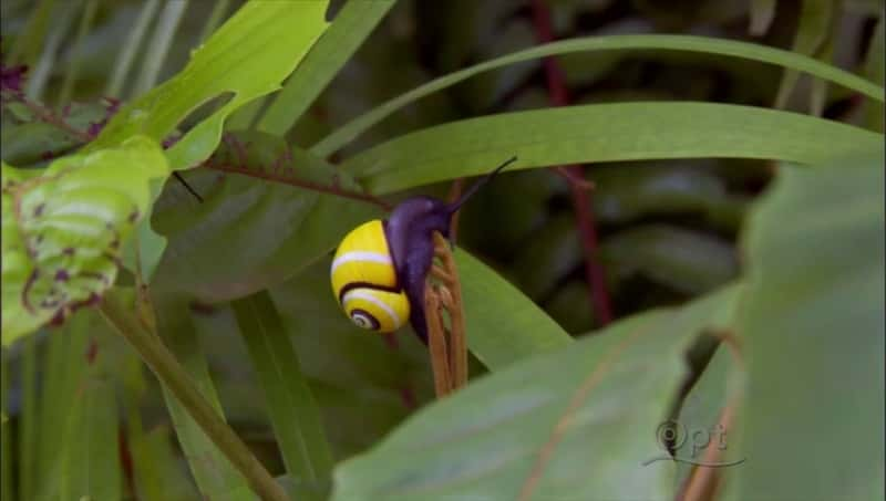 ¼ƬŰͣ԰ Cuba: The Accidental EdenĻ/Ļ