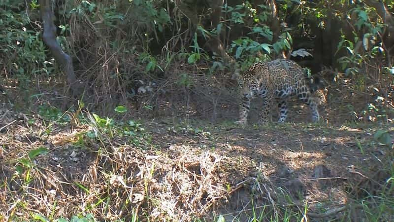 ¼Ƭ˹ӣʺµҰ Costa Rica: Wildlife under the Rainbow1080P-Ļ/Ļ