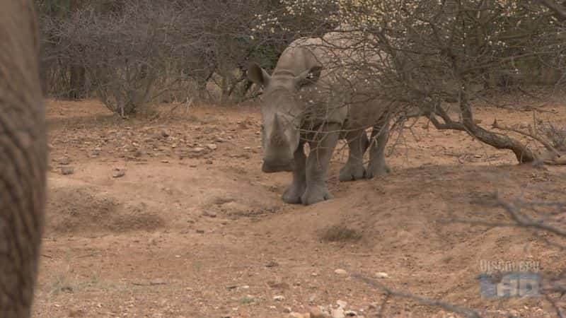 ¼Ƭɣ̽· Botswana: Exploring the Elephant HighwayĻ/Ļ