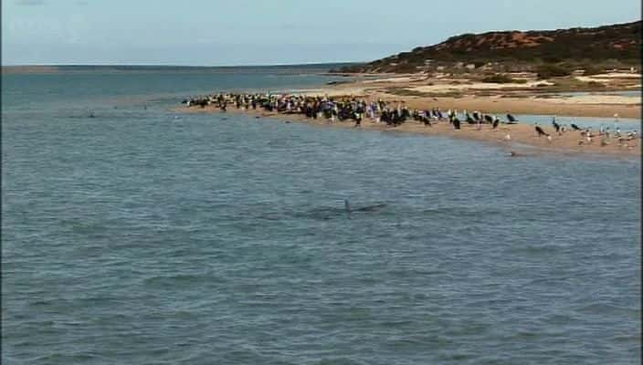 ¼Ƭĺ The Dolphins of Shark Bay720Pȫ1-Ļ/Ļ