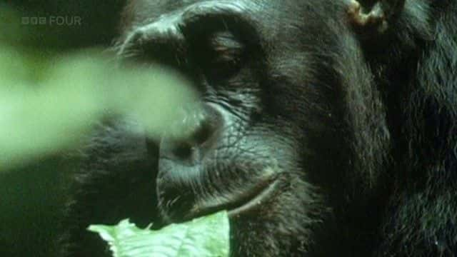 ¼ƬǱֱ (BBC) David Attenborough: Life on Air (BBC)ȫ1-Ļ/Ļ