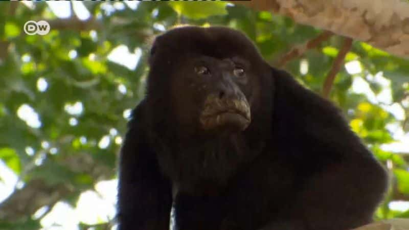 ¼Ƭ˹ - ޵ɫ Costa Rica - Central America's Green TreasureĻ/Ļ