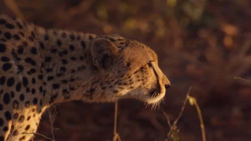 ¼ƬԱٳɳ (BBC 1080p) Cheetahs: Growing Up Fast (BBC 1080p)1080Pȫ1-Ļ/Ļ