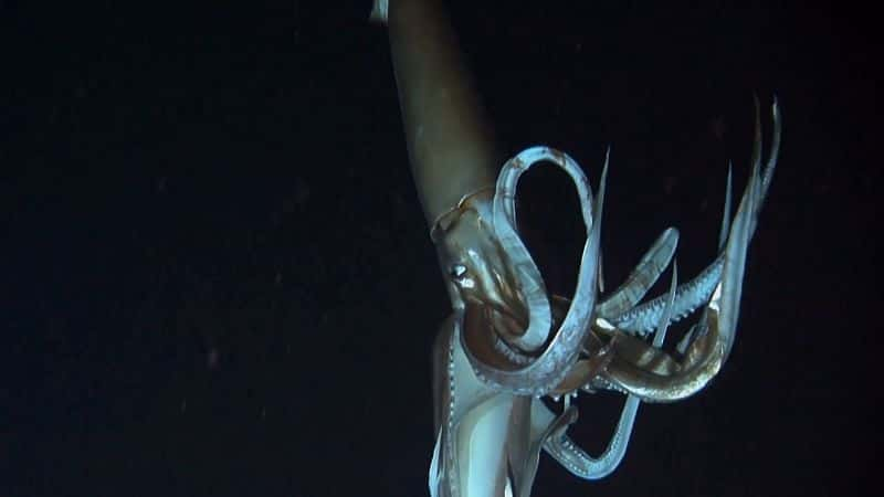 ¼Ƭϵ 1  3  - Ǳɺ Deep Ocean: Series 1 Part 3 - Descent into the Mariana Trench1080P-Ļ/Ļ