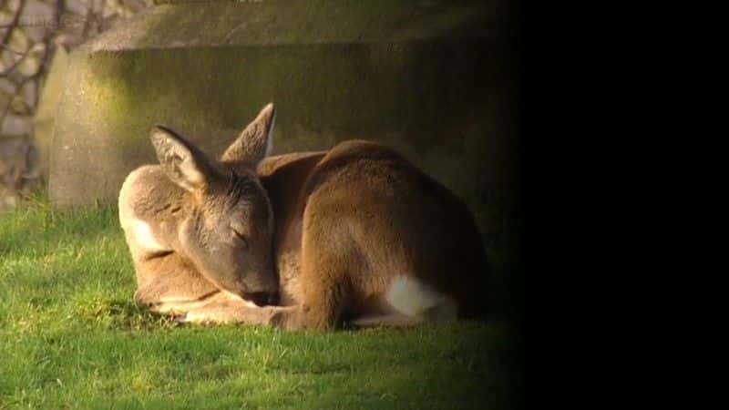 ¼Ƭ¹ Deer in the Cityȫ1-Ļ/Ļ