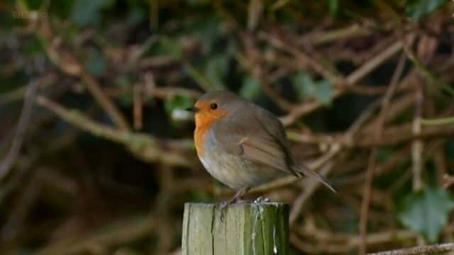 纪录片《比尔·奥迪的十大鸟类 Bill Oddie's Top Ten Birds》[无字][BT][720P]资源下载