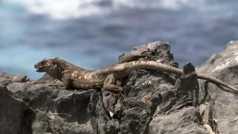 纪录片《加那利群岛：生物多样性堡垒 Canary Islands: Biodiversity Redoubts》[无字] [BT][DVD画质]资源下载