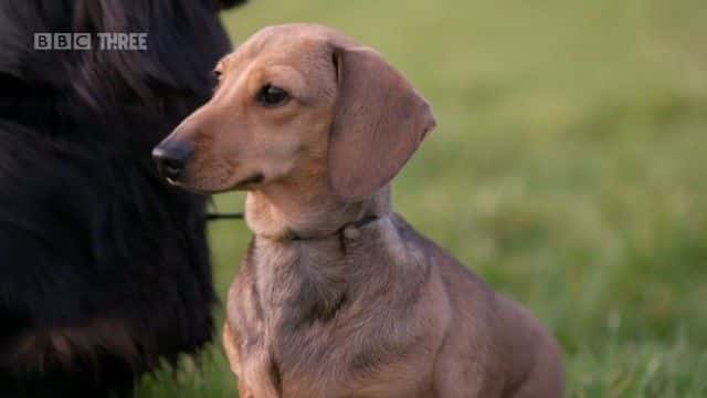 ¼ƬӢСȳ Britain's Puppy Boom1080Pȫ1-Ļ/Ļ